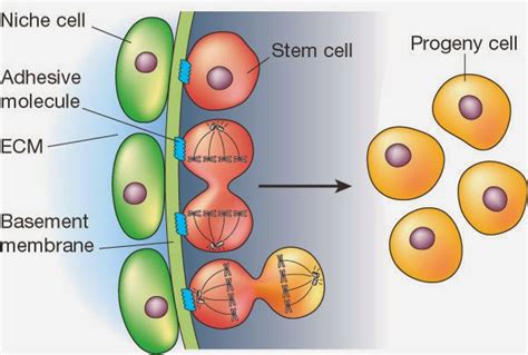 31 Control Of Cell Division Stem Cell Haploid And