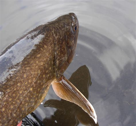 fish species   guess  correctly fly fisherman