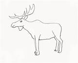 Moose Drawing Draw Step Head Drawings Animal Animals Kids Coloring Popular Choose Board Baby sketch template