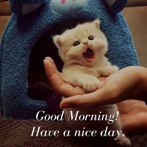 good morning good morning good morning quotes morning cat