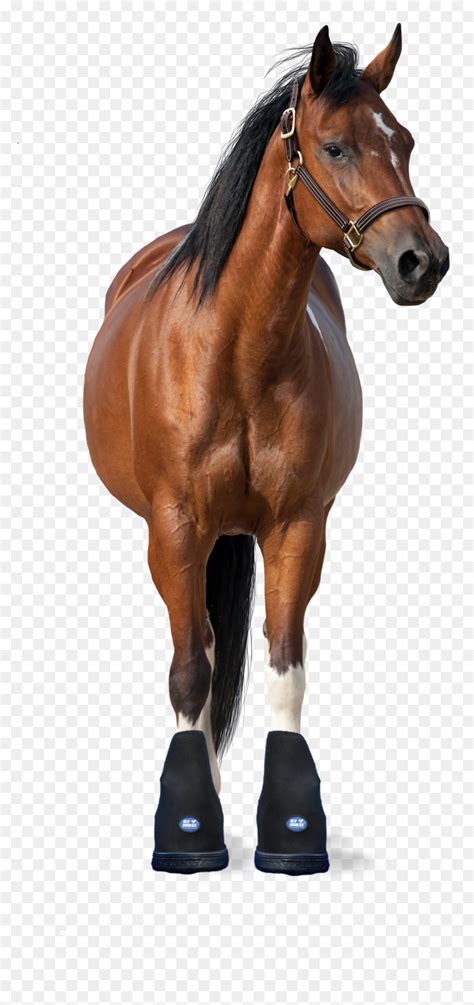horse facing front hd png  vhv