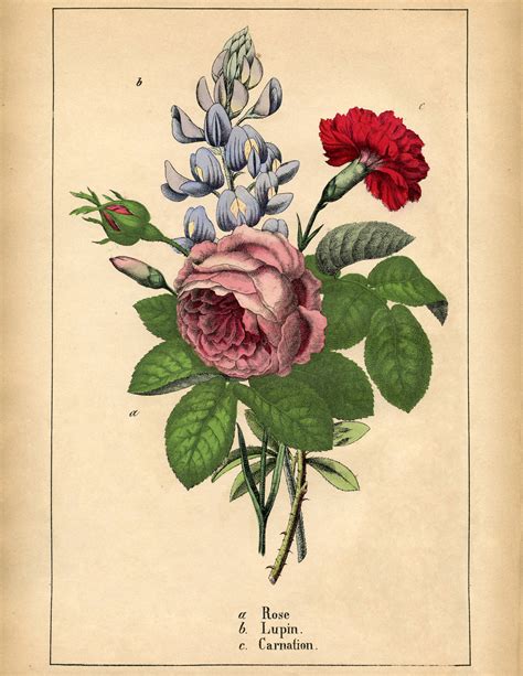 superb antique botanical flowers printable  graphics fairy