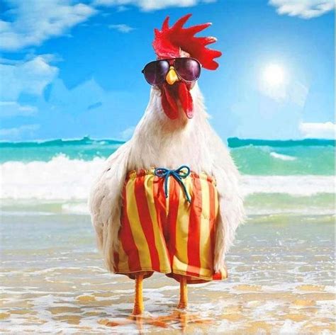 Summer Chicken Digipaintbits Funny Happy Birthday Pictures