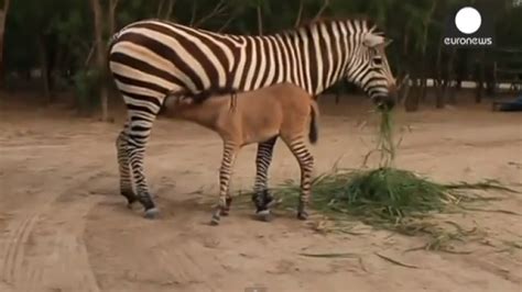 zo ziet de kruising van een zebra en een ezel eruit metrotime