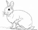 Lapin Coloriage Realiste sketch template
