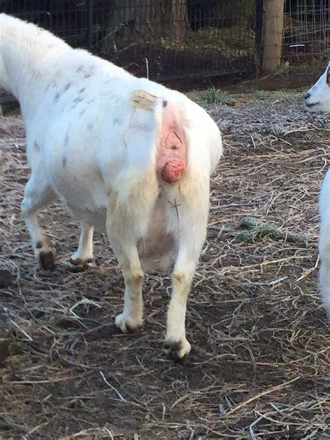 Goat Prolapses And Placentas Backyard Goats