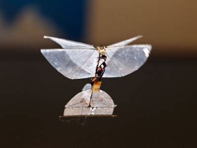 spy butterfly israel developing insect drone  indoor surveillance rt news