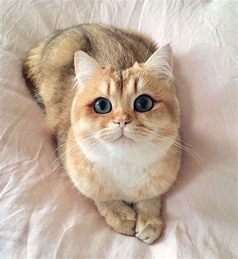 20 of the most beautiful cats in the world