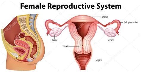 Diagram Showing Female Reproductive System — Stock Vector