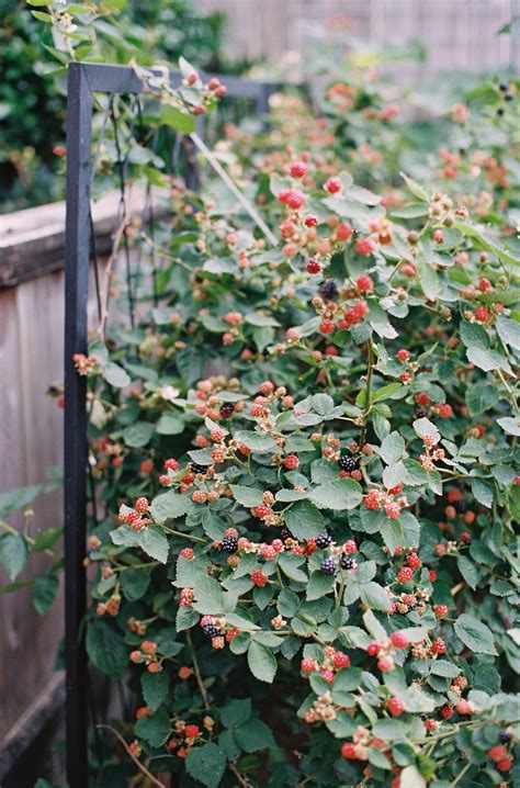 tips  grow blackberries  houston rooted garden