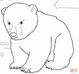Polar Oso Urso Orso Cub Polare Ours Tierno Orsi Polaires Tiernos Supercoloring Adulti Stampabile Animali Cucciolo Meglio Disegnare Mammiferi Designlooter sketch template