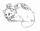 Possum Coloring Opossum Colouring Pages Color Family Glider Sugar Printable Magic Getcolorings Getdrawings Online Print Comments Hanging sketch template