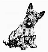 Scottie Scottish Terrier Scotty Illustrations Schnauzer sketch template