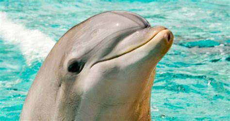 dolphins have the best skin care routine for dolphin skin
