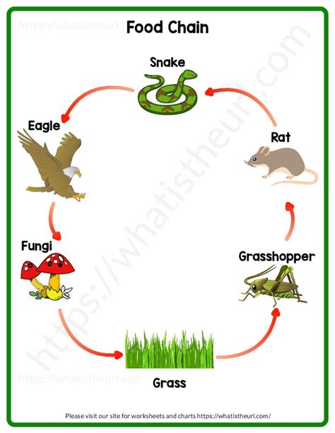 food chain chart color  home teacher