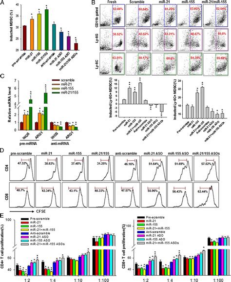 microrna 155 and microrna 21 promote the expansion of functional