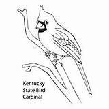 Coloring Cardinal Bird Pages State Drawing Red Kentucky Cardinals Printable Robin Baseball Tree Northern North Getdrawings Clipart Louisville Getcolorings Colorings sketch template