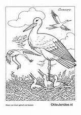 Kleurplaten Ooievaar Horsthuis Kleuteridee Stork Storch Ausmalen Lente Vogel Vogels Oiseaux Afkomstig Bocian Dieren Tekenen sketch template
