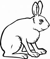 Rabbit Coloring Jack Hare Pages Arctic Side Outline Drawing Cartoon Hares Printable Color Animal Cute Drawings sketch template