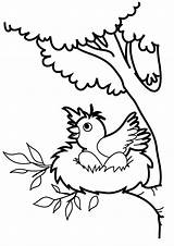 Ninho Ovos Passarinho Passaros Bird Chocando Pintar Passarinha Imagem Pássaros Cantando Aves sketch template