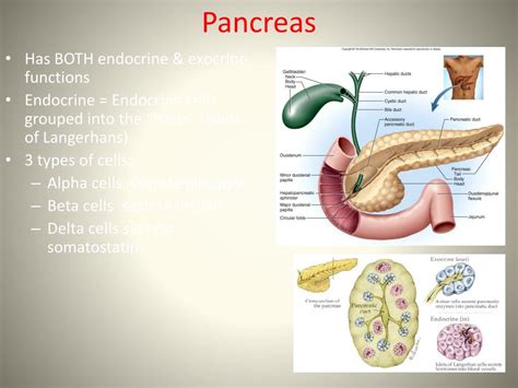 Ppt The Endocrine System Powerpoint Presentation Free