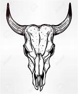 Skull Bull Cow Head Drawing Tattoo Longhorn Desert Bison Clipart Steer Buffalo Skulls Drawn Cattle Biodynamic Getdrawings Vector Line Designs sketch template
