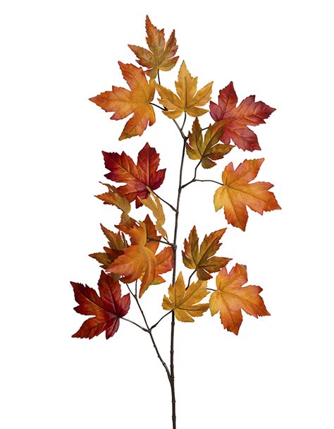 autumn maple branch tendrils sprays leaves
