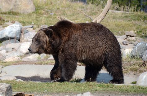 bear grizzly  photo  pixabay