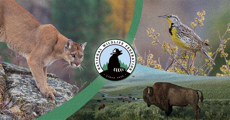 national wildlife federation