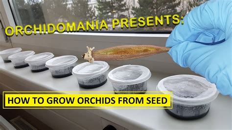 orchidomania presents   grow orchids  seed youtube