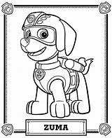 Paw Patrol Coloring Pages Pdf Library Zuma Meet Color sketch template