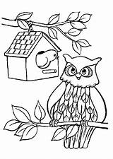 Coloring Owls Pages Kids Color Printable Print sketch template