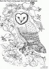 Bufnita Colorat Owls Planse Desene Intermediate Bufnite Colouring Pasari Animalstown Trafic Educative Roses Coloringhome sketch template