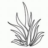 Seaweed Malvorlagen Pflanzen Aquarium Underwater Pastos Fensterbilder Regalos Ausmalbilder Pflanze Colorearya Clipartmag Pasto Outlines Kostenlose Tarjeta Seagrass Zeichnen sketch template