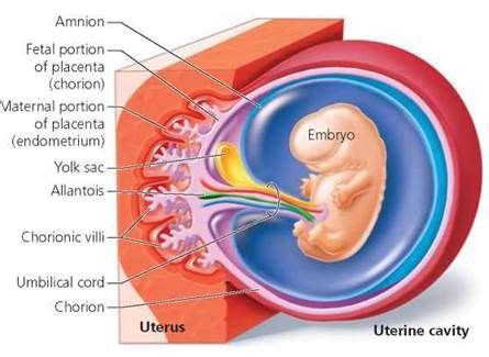 pin  trey jackson  maternity class nursing education uterus medical