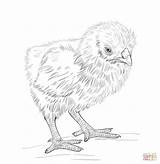 Coloring Pages Chicken Baby Hen Chick Chic Nugget Printable Kids Colouring Chicks Color Print Drawing Cute Getcolorings Sheets sketch template