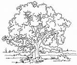 Tree Coloring Pages Printable Kids sketch template
