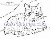 Cat Coloring Calico Tabby Pages Printable Cats Animal Painting Original Portrait Shelter 35kb 1000 Paintings Choose Board Rachel sketch template