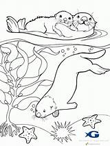 Otter Coloringhome sketch template