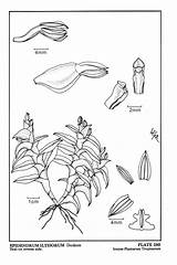 Dodson Herbaria Epidendrum Jany Orchid Renz sketch template