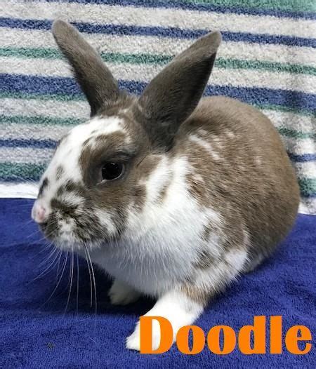 pin  san diego house rabbit societ  adopt   sdhrs animals adoption rabbit