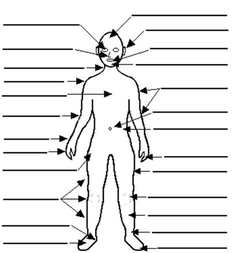 printable human body diagrams