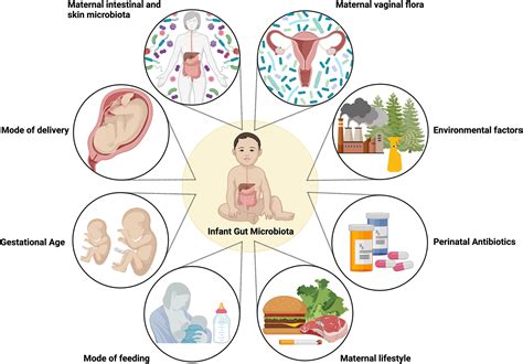 neonatal microbiome  utero   perinatal influences