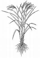 Rice Sketch Drawing Paddy African Plant Trees Paintingvalley Sketches Getdrawings sketch template