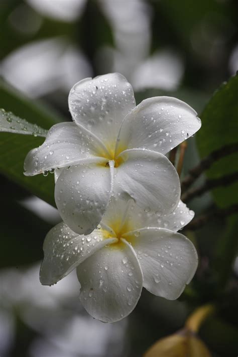 83 Best Images About Bali Flowers On Pinterest Plumeria