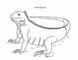 Iguana Coloring Green sketch template