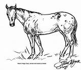 Pinto Horse Hose Printable sketch template