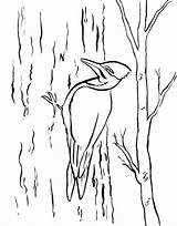 Woodpecker Coloring Getdrawings sketch template