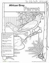 Coloring Parrot African Pages Grey Adult Animal Animals 13kb 305px Zoo Parrots Colouring Bird sketch template