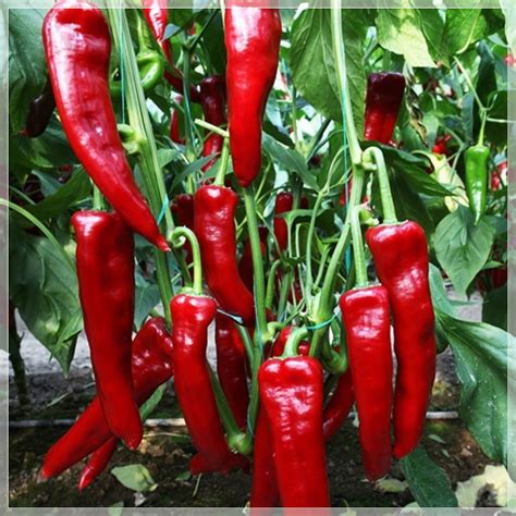seeds long red marconi sweet pepper seeds  paste  etsy